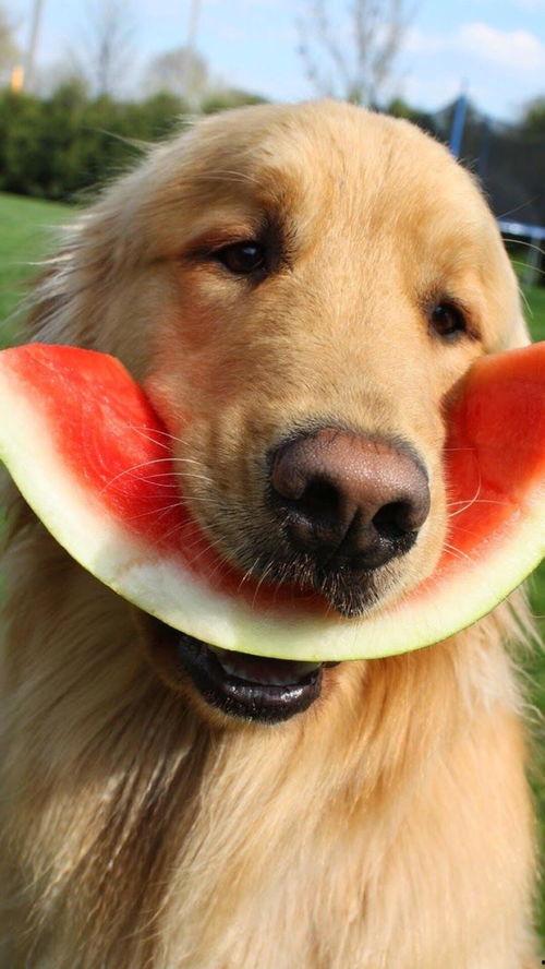 娱乐吃瓜酱狗关窗,吃瓜群众热议“狗关窗”事件